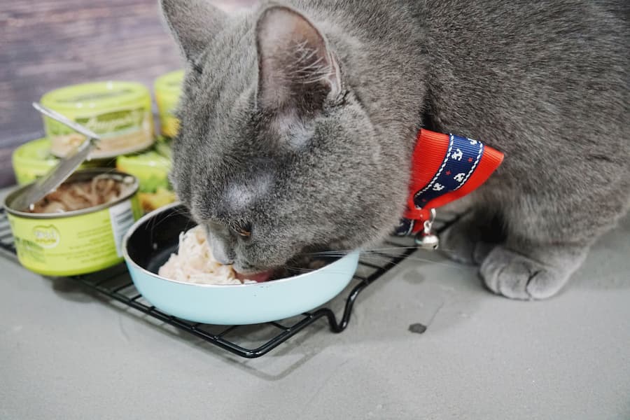 Longevity Wet Cat Food